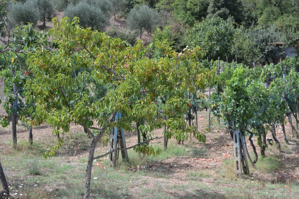Affittacamere La Fornace Rigomagno Dış mekan fotoğraf